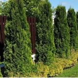 Živa ograda od smreke: fotografije i savjeti